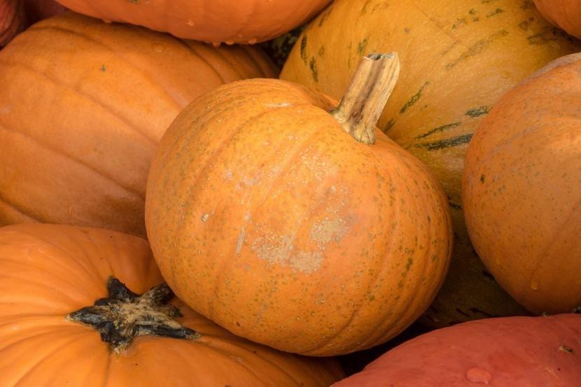 Calabaza lista para la recolección