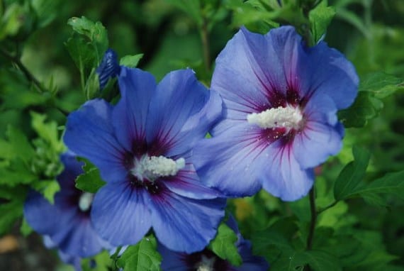 Macizo de flores azules y púrpuras en un jardín
