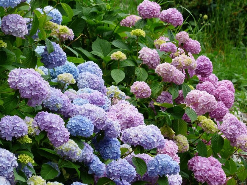 Hortensias en flor con inflorescencias azules y rosas