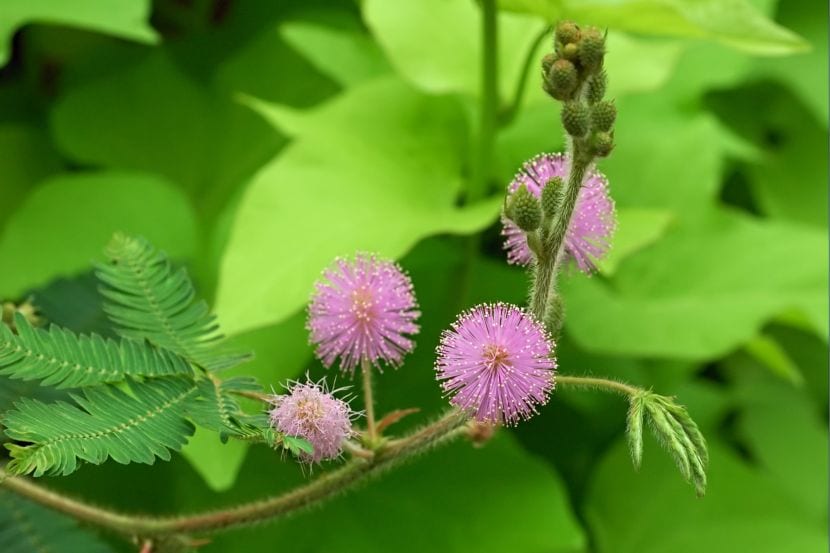 Hojas compuestas de Mimosa pudica, que se pliegan al contacto