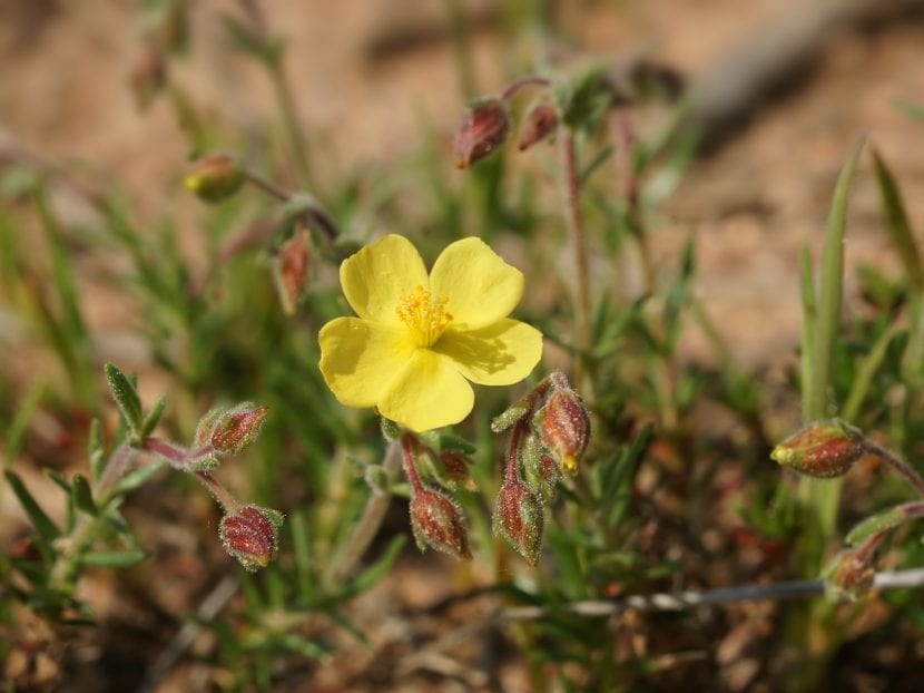 Flor amarilla de Helianthemum syriacum con los pétalos arrugados