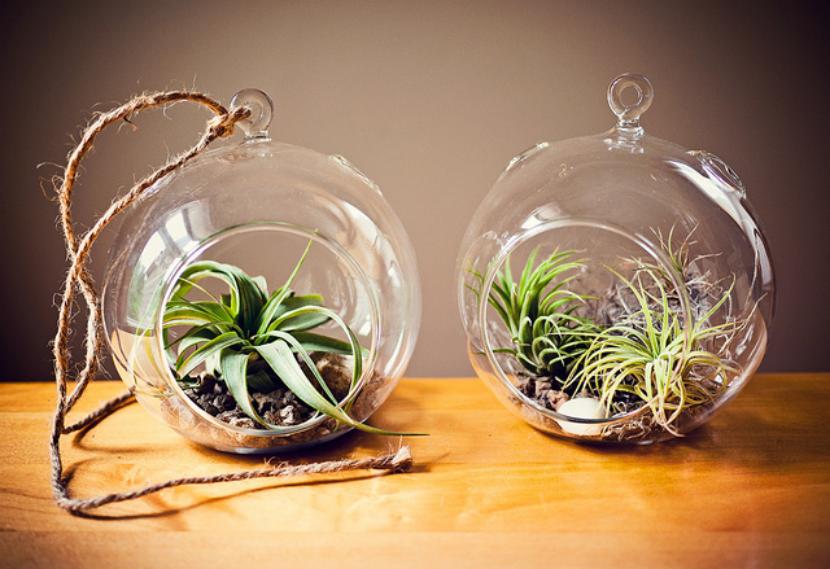 Terrario de cristal con plantas de interior