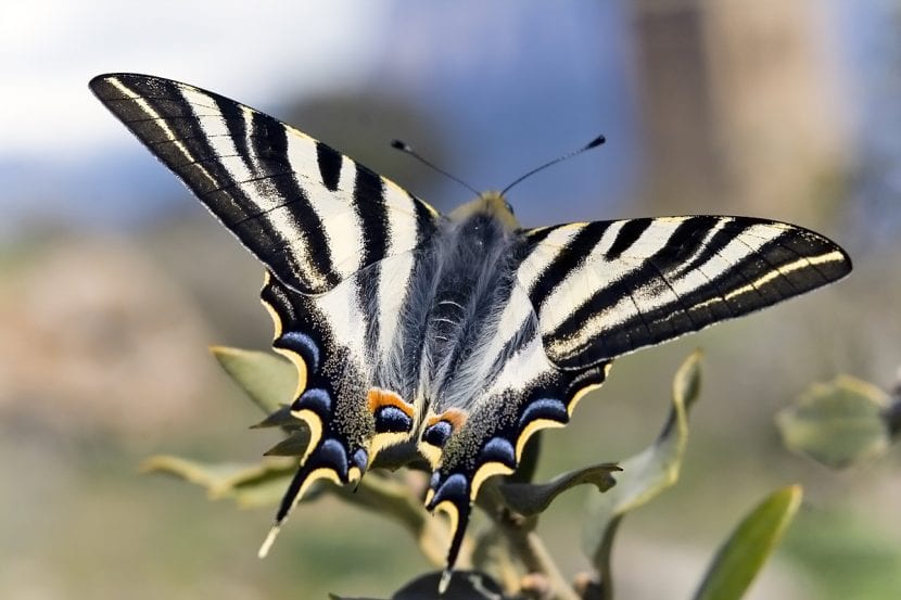Macho de Iphiclides feisthamelii posado con las alas extendidas