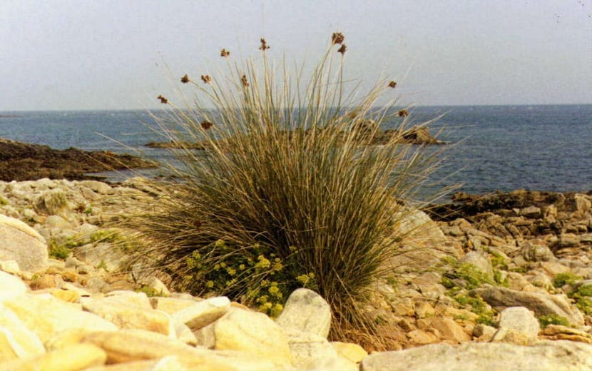 Mata de Juncus maritimus cultivada al borde del agua