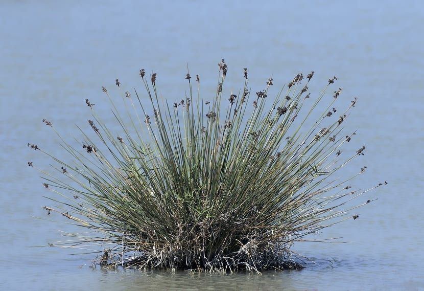 Mata de Juncus maritimus en una marisma litoral