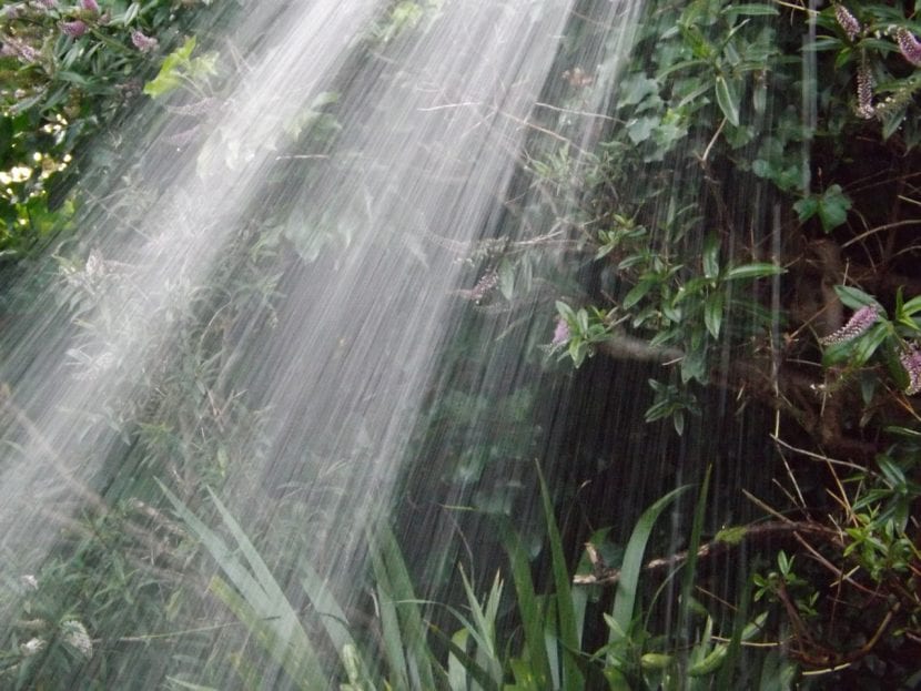 Riego con manguera en el jardín