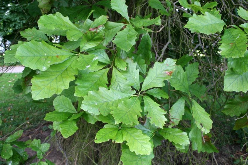 Quercus bicolor, roble americano de suelos húmedos y ácidos, poco adecuado para el interior peninsular seco