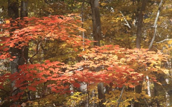 Bosque de arces con color otoñal, propio de climas templados húmedos