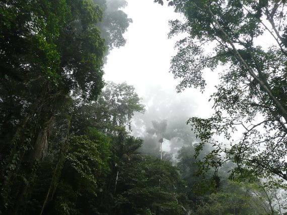 Vegetación exuberante de clima tropical húmedo