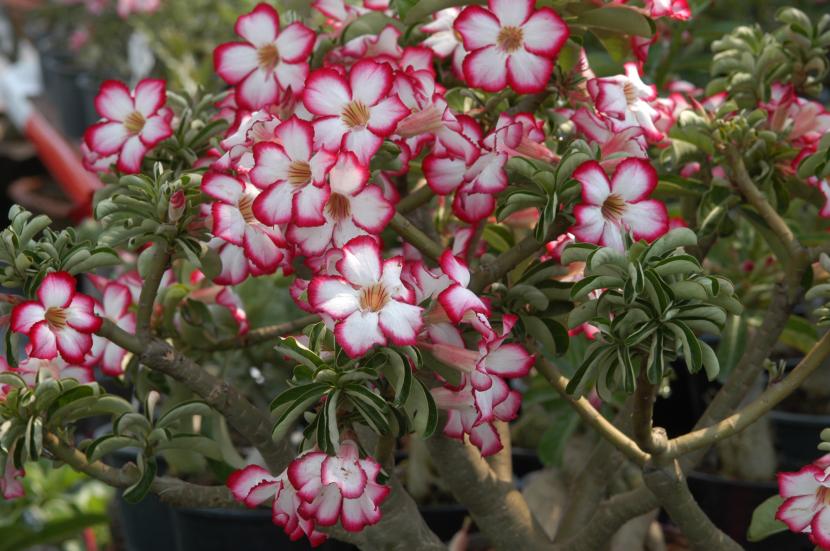 Adenium obesum, rosa del desierto, con el caudex engrosado y flores rosas