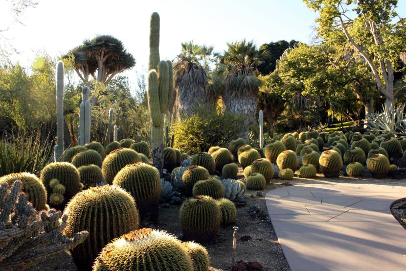 Jardín de cactus y otras plantas xerófitas sobre grava
