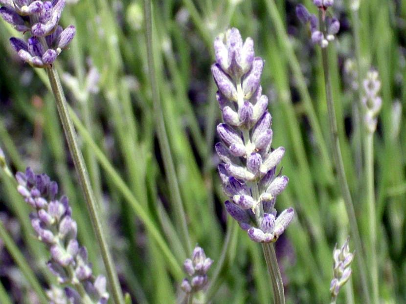 Lavanda en flor, planta xerófita mediterránea