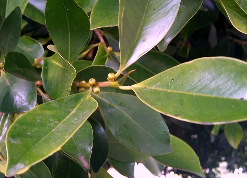 Ejemplar de laurel de la India con copa amplia y raíces aéreas