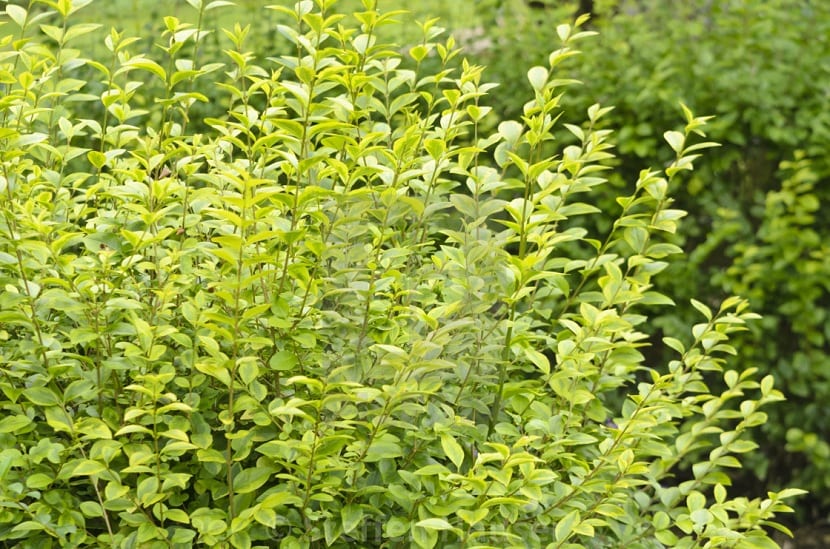 Hojas ovales y lustrosas del Ligustrum ovalifolium