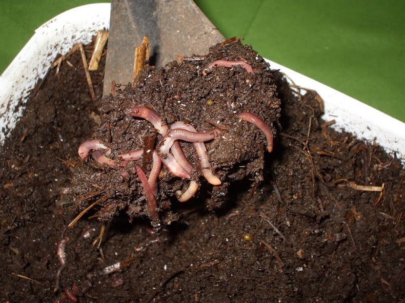 Lombrices de tierra en el suelo de cultivo