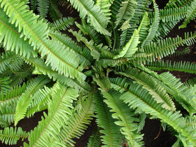 Nephrolepis cordifolia con sus frondas colgantes de foliolos pequeños
