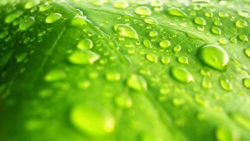 Hojas con síntomas de carencia nutricional