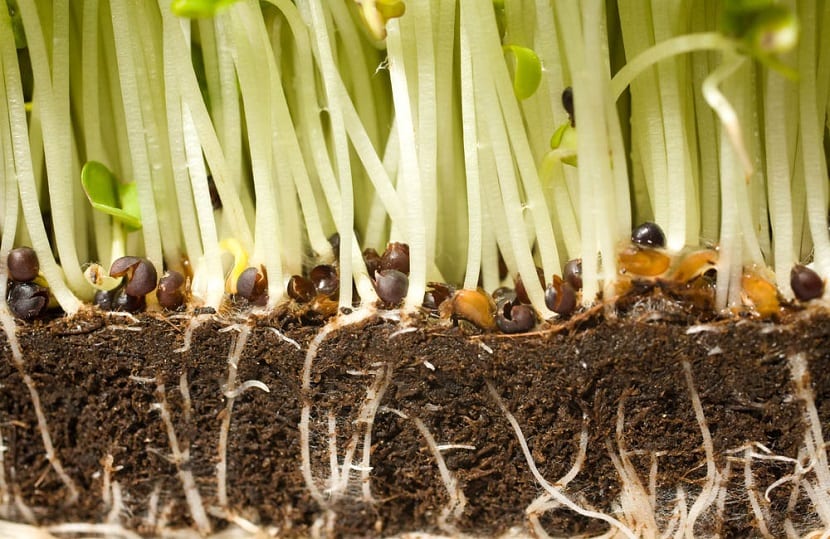 Raíces de una planta en el suelo