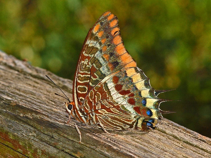 Charaxes jasius, la mariposa del madroño, con las alas abiertas
