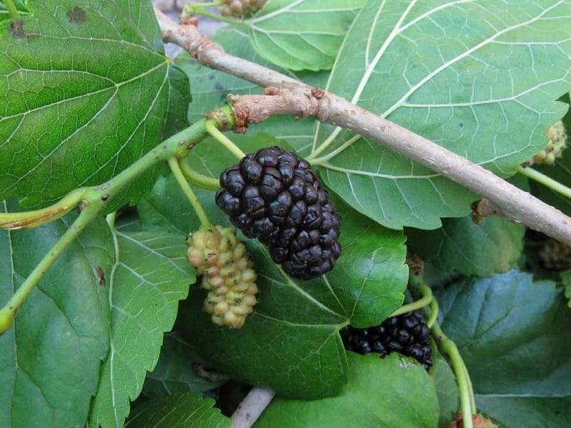 Moras negras maduras de Morus nigra en la rama