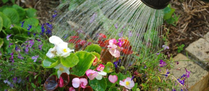 Riego de plantas dirigido a la base