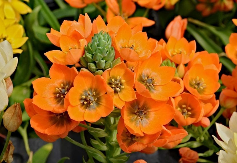 Racimo de flores naranjas de Ornithogalum dubium con el ovario central oscuro