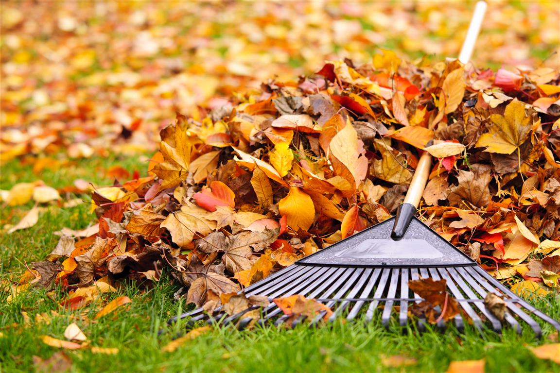 Jardín en otoño con árboles de hoja dorada y suelo cubierto de hojarasca