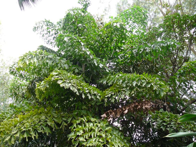 Palmera cola de pez: Caryota, la que florece y muere