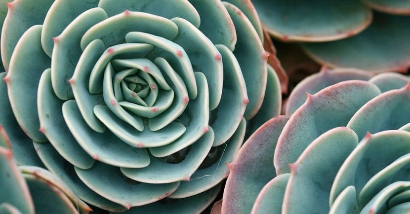 Rosetas de siempreviva de tejado