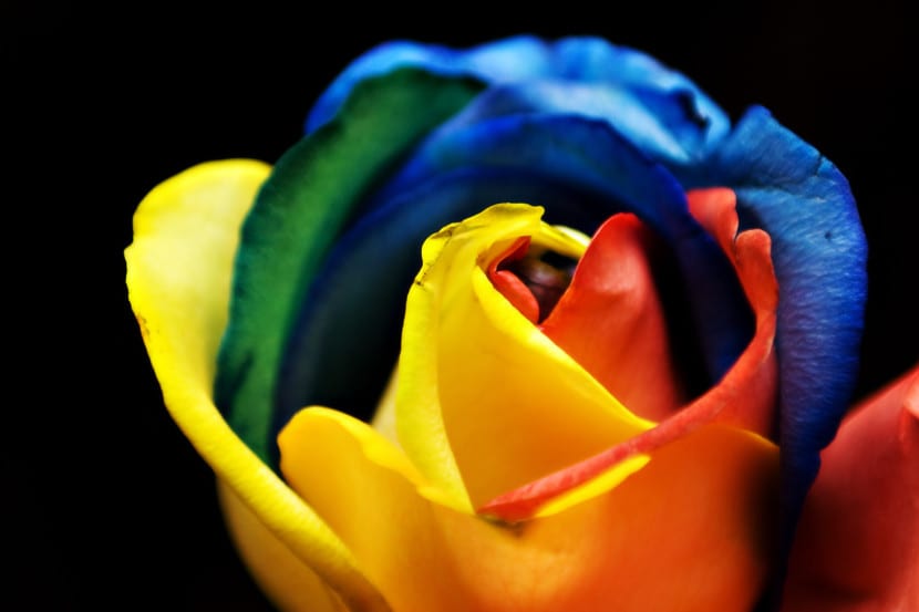 Rosas teñidas con los pétalos de varios colores