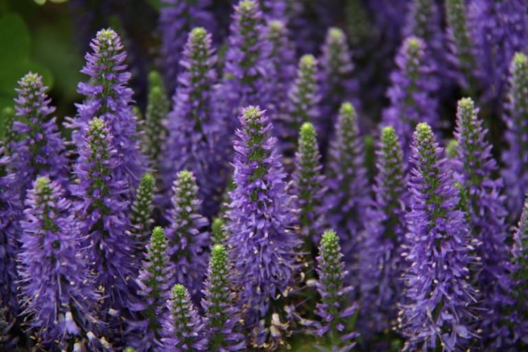 Lavanda en flor