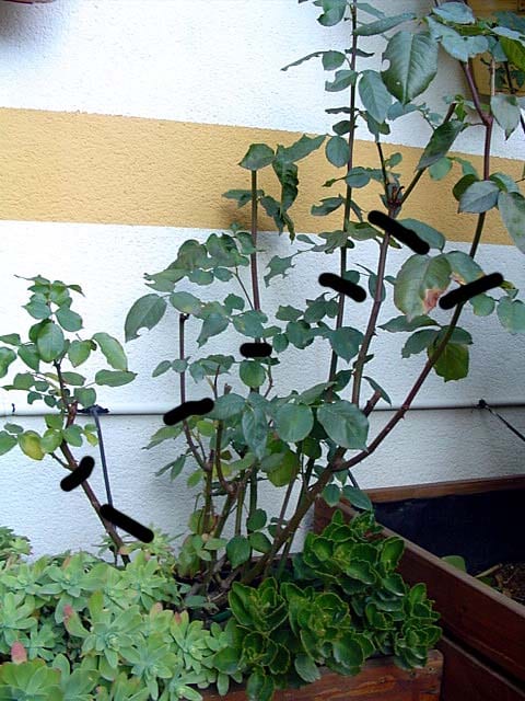 Rosal podado a finales de invierno