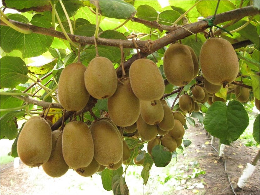 Planta de kiwi conducida sobre estructura
