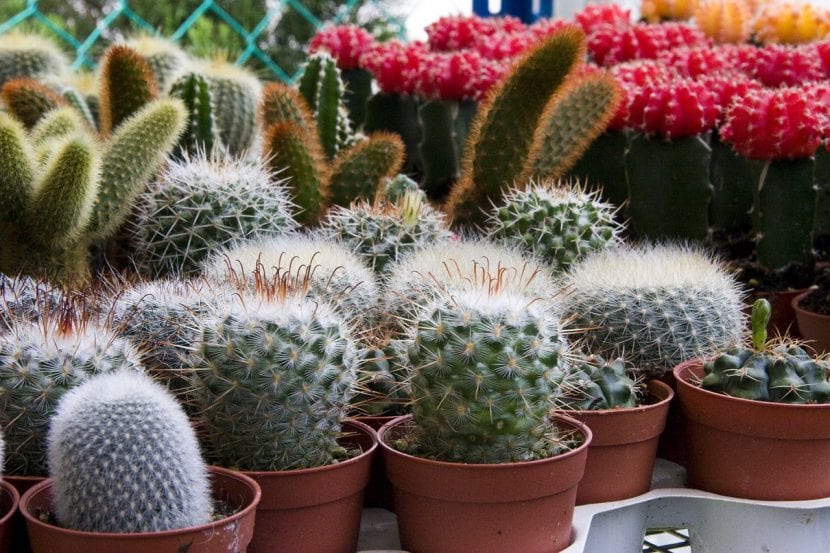 Cactus a la venta en un vivero