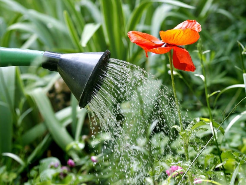 Riego de plantas con manguera en el jardín