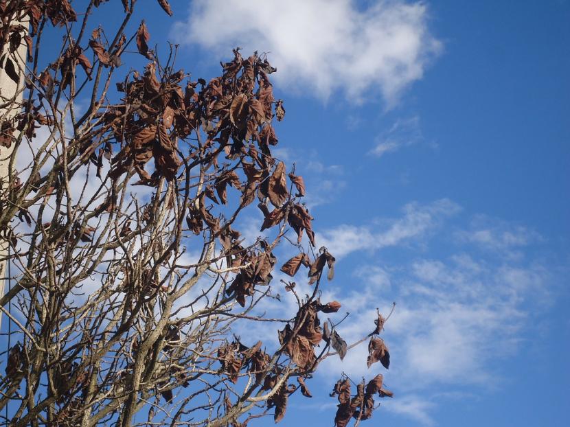 Árbol perdiendo hojas durante el verano