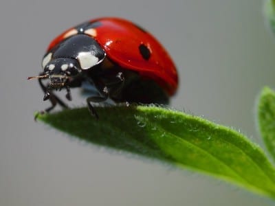 Mariquita adulta de siete puntos sobre una hoja