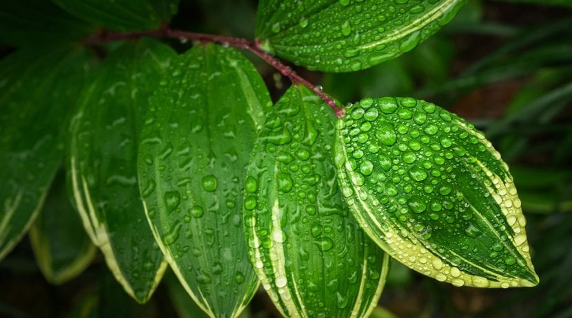 Hojas verdes sanas tras la corrección nutricional