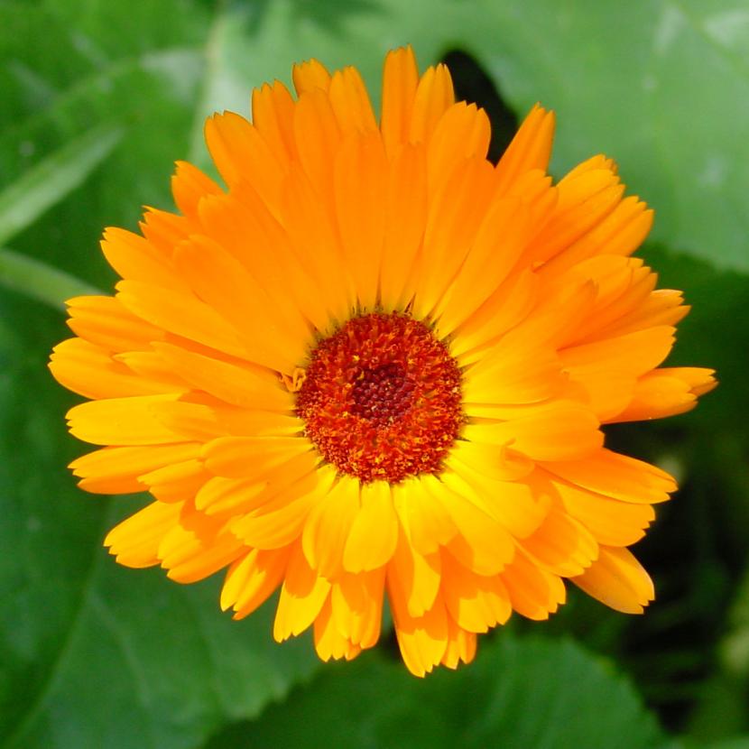 Flores de caléndula, a menudo confundida con el tagete en los consejos de asociación de cultivos