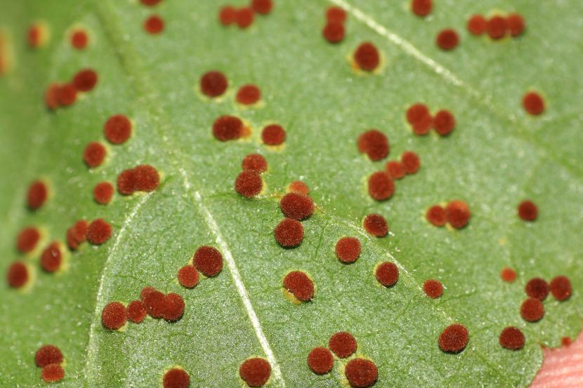 Hongos creciendo sobre materia vegetal
