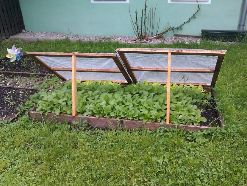 Verduras de hoja cultivadas dentro de una cama fría