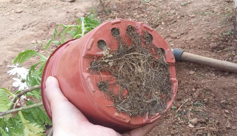 Raíces superficiales de un árbol adulto