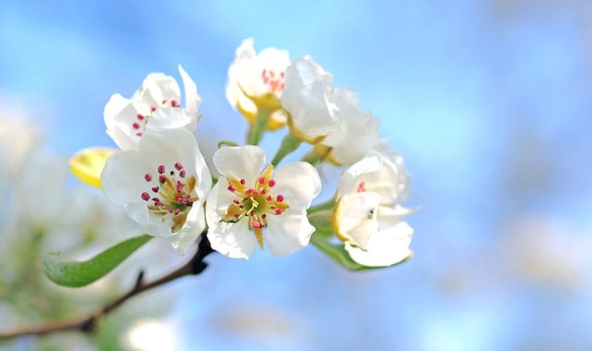 Manzano en flor a comienzos de primavera