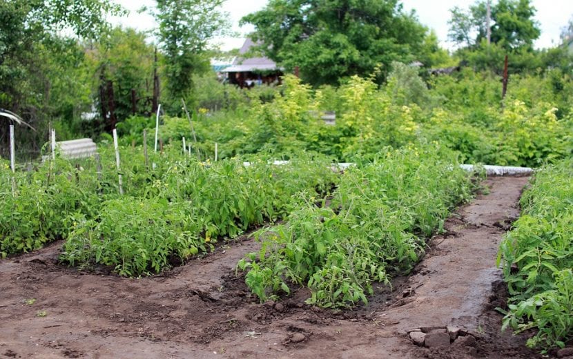 Huerto con tomateras jóvenes plantadas en primavera