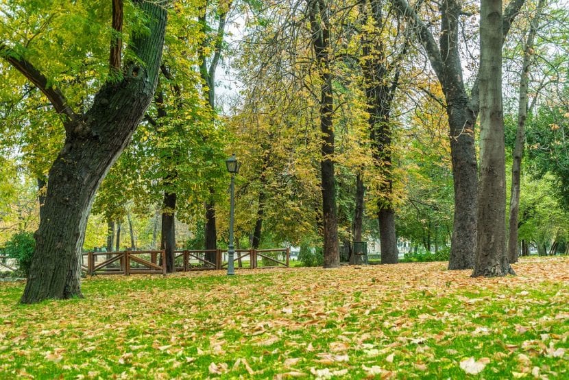 Árboles y zona ajardinada en un jardín particular