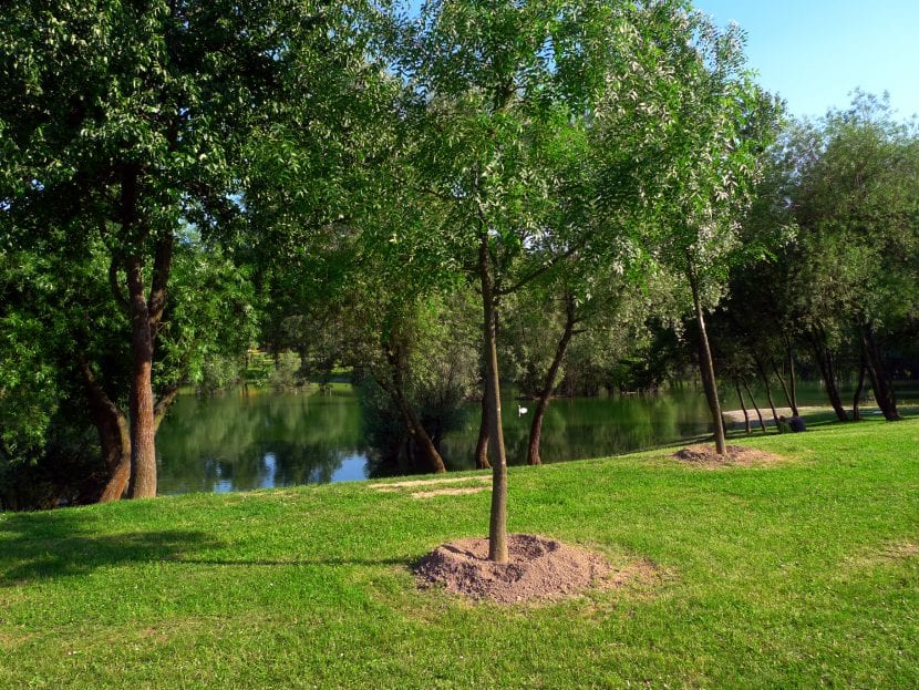 Árboles jóvenes preparados para plantar en el jardín