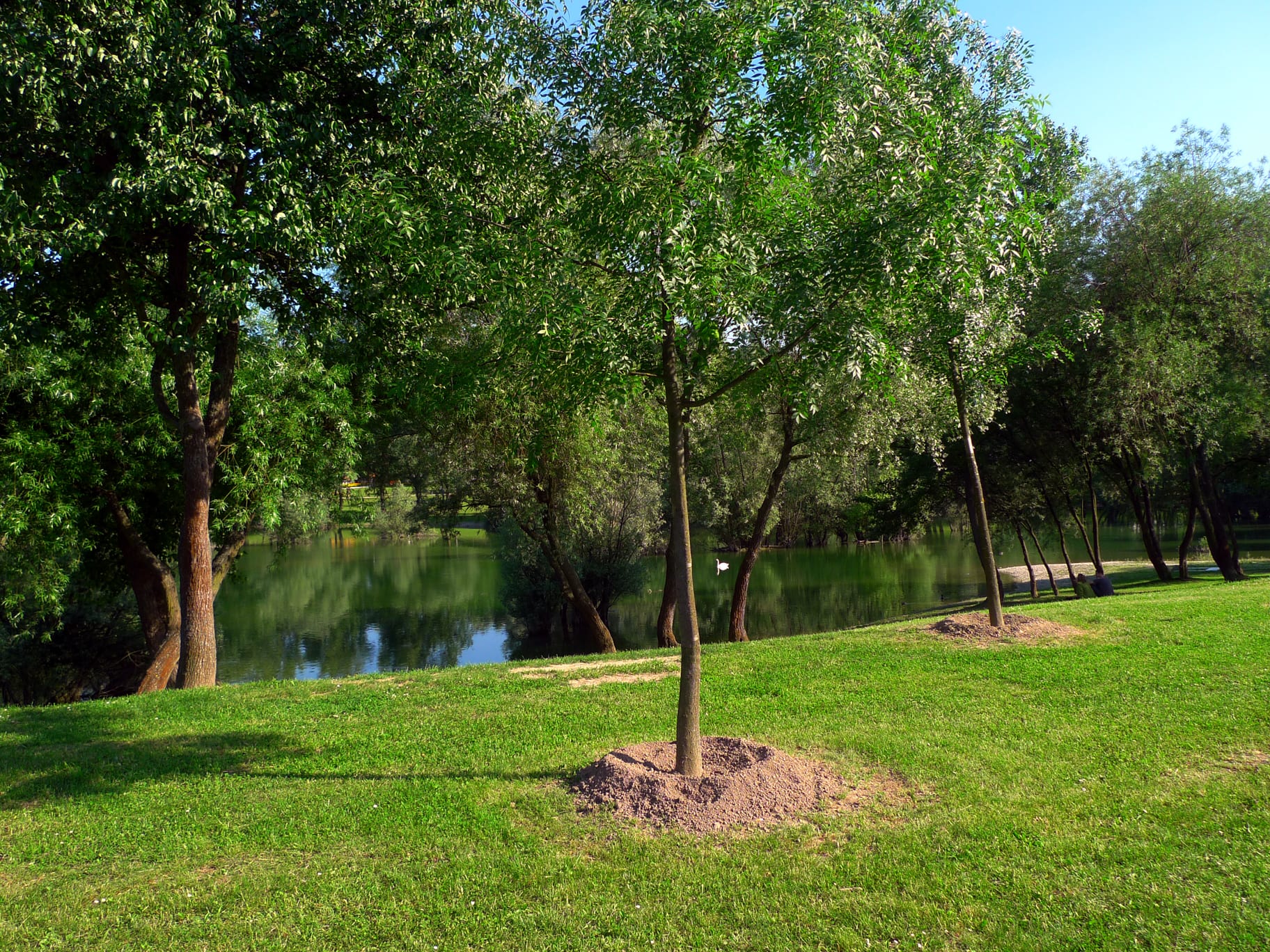 Qué se necesita para plantar un árbol paso a paso