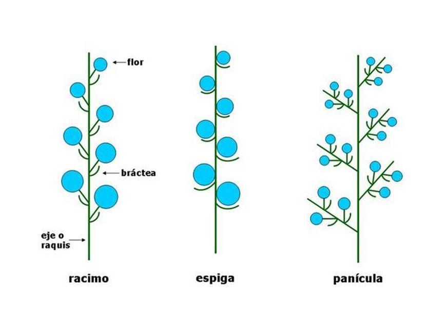 Capítulo floral de una compuesta con flores liguladas y flosculosas