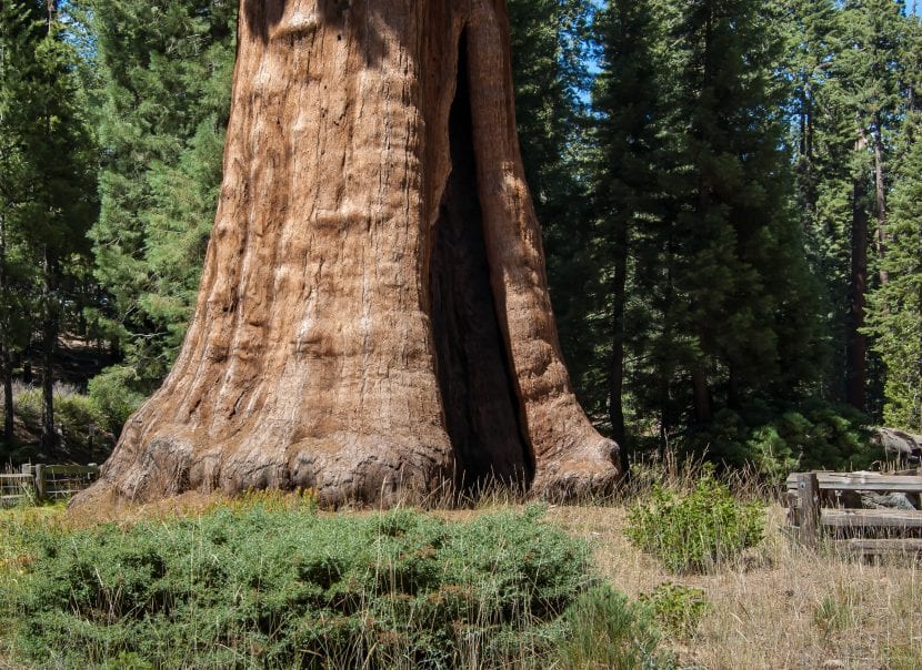Tronco de secuoya gigante