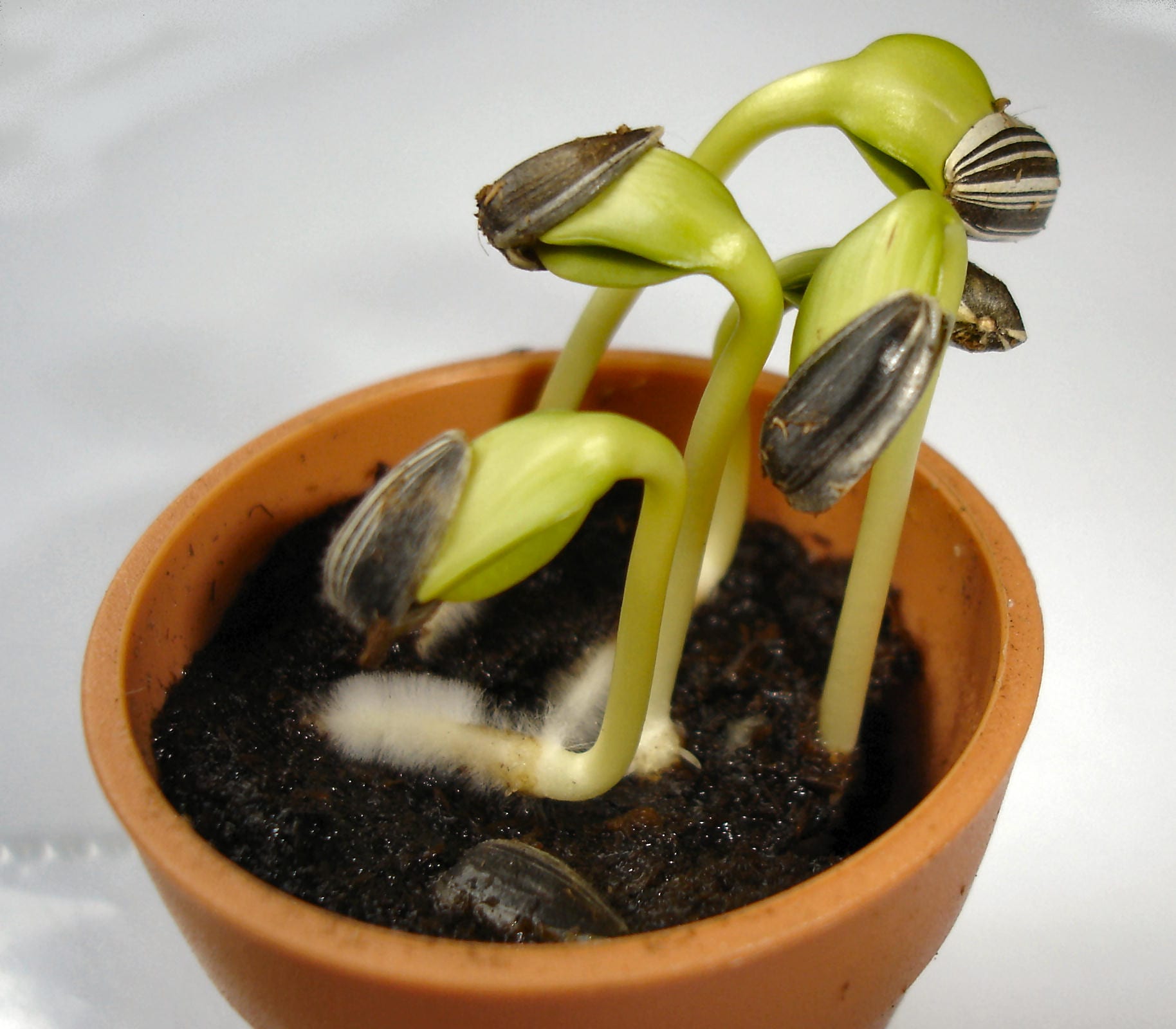 Repicar plantas: qué significa y cómo se hace bien